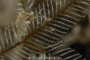 You kids behave!  Mother Skeleton shrimp minding the babi... by Suzan Meldonian 